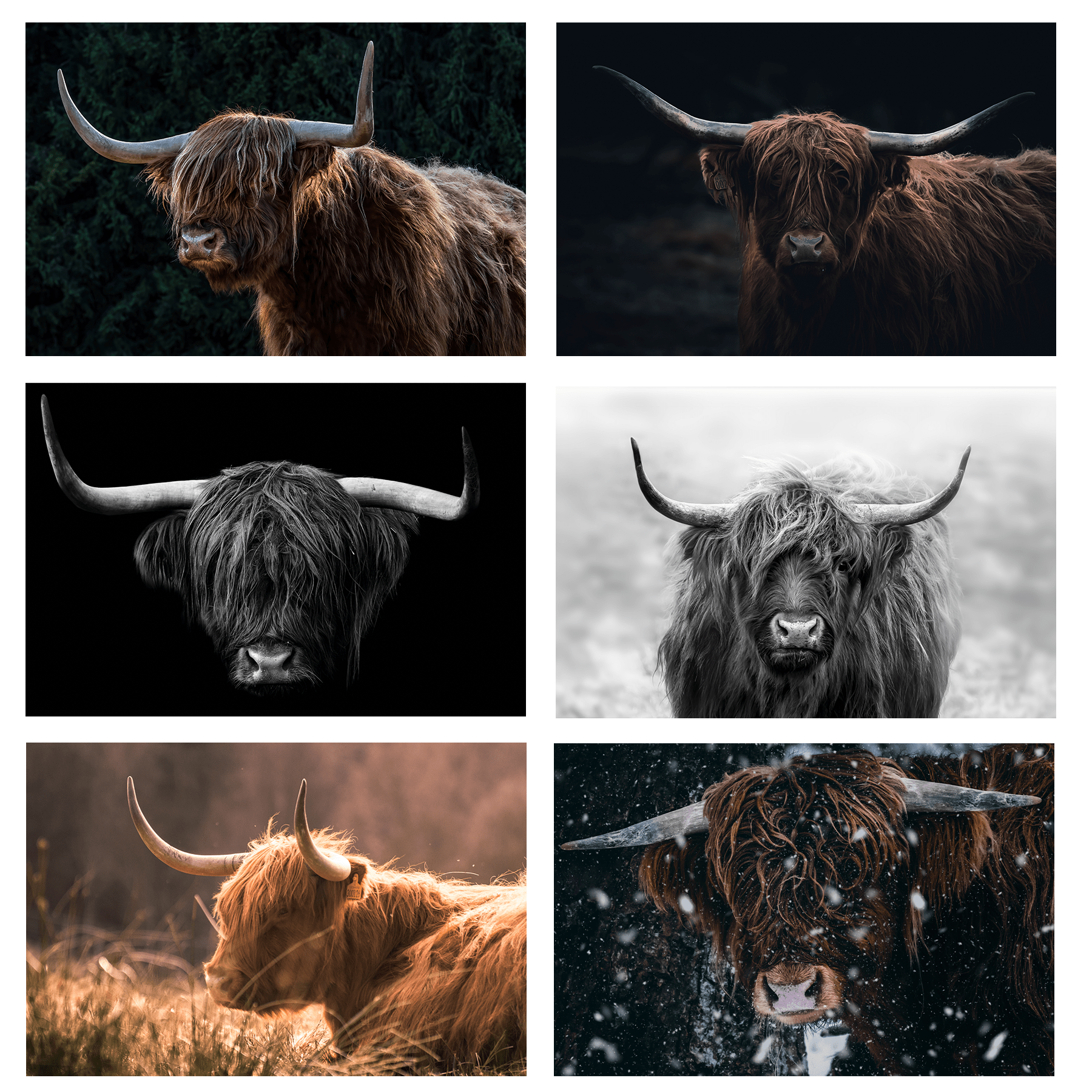 Inductie beschermmat schotse hooglander thema